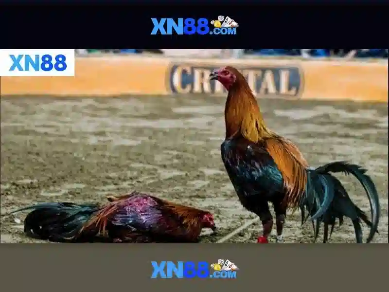 xn88: Đánh giá nền tảng cược trực tuyến an toàn và tối ưu trải nghiệm người chơi