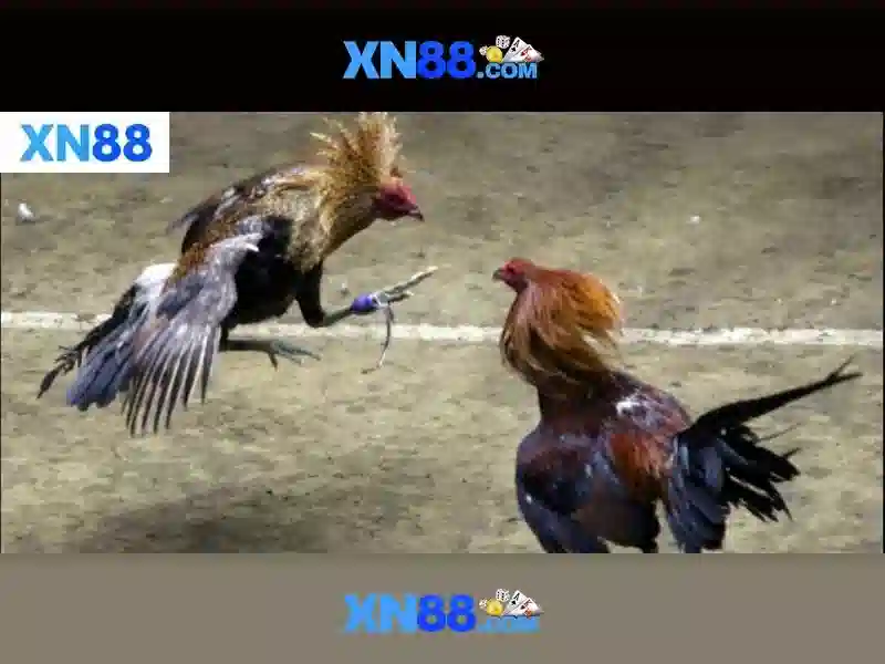 💎nha cai 33win hồ chí minh💎