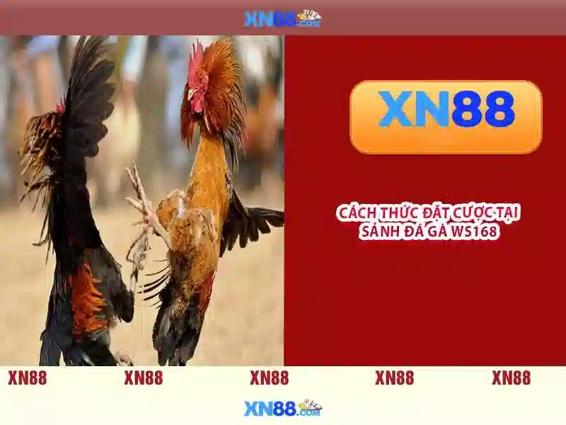 💎cai win tai nha quan 8💎