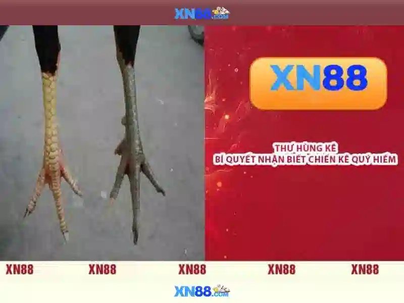  XN88 thể thao - XN88