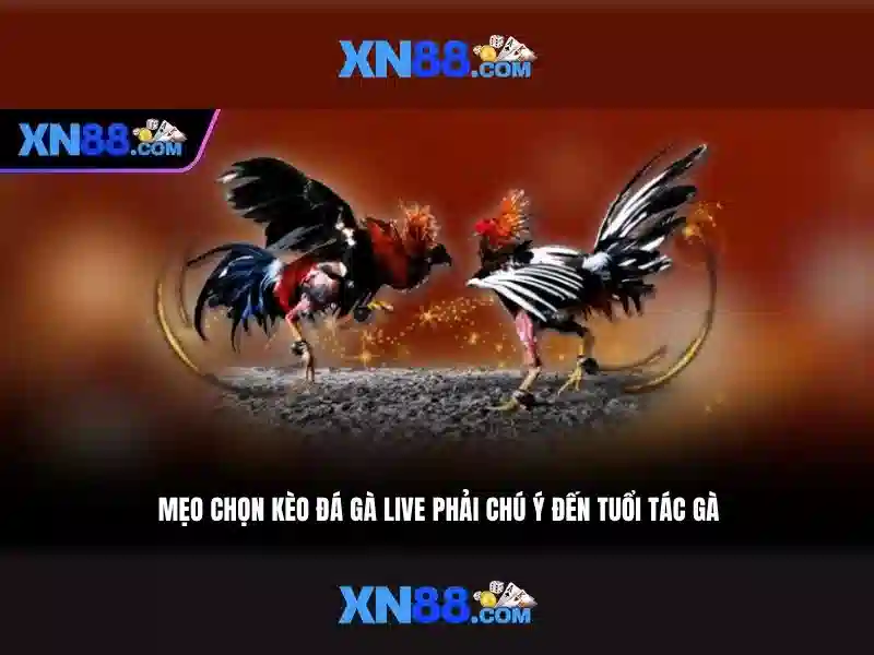 💎sòng bạc indio💎