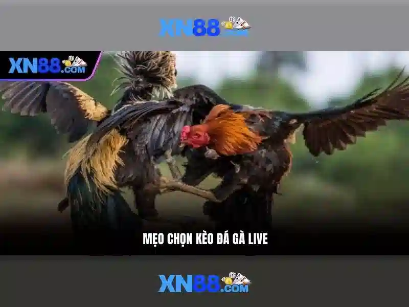💎nhà cái uy tín nhacaiuytindev.com💎