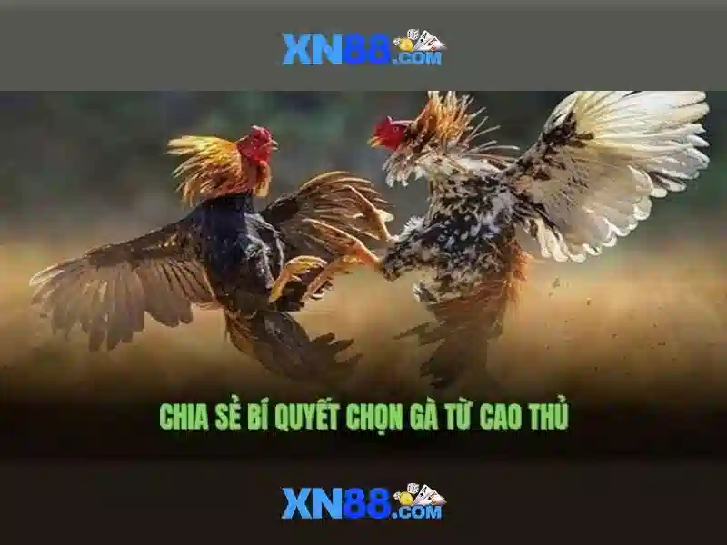 💎bóng đá tỷ lệ cá cược kèo nhà cái💎