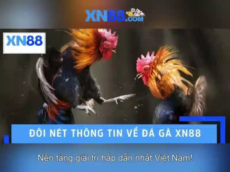 💎xem truc tiep keo nha cai💎