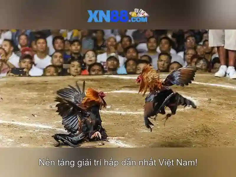 💎đánh bạc trái phép nghị định 167💎