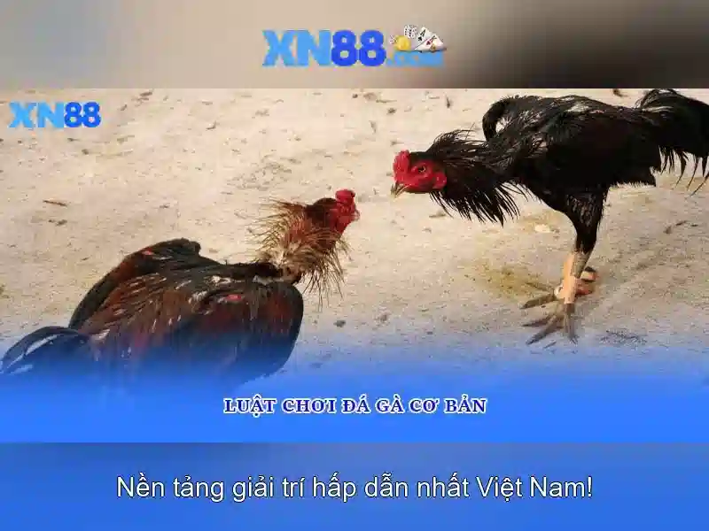 💎king88 com nhà cái💎