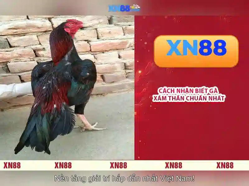 💎cách cá cược bằng tiền điện tử💎