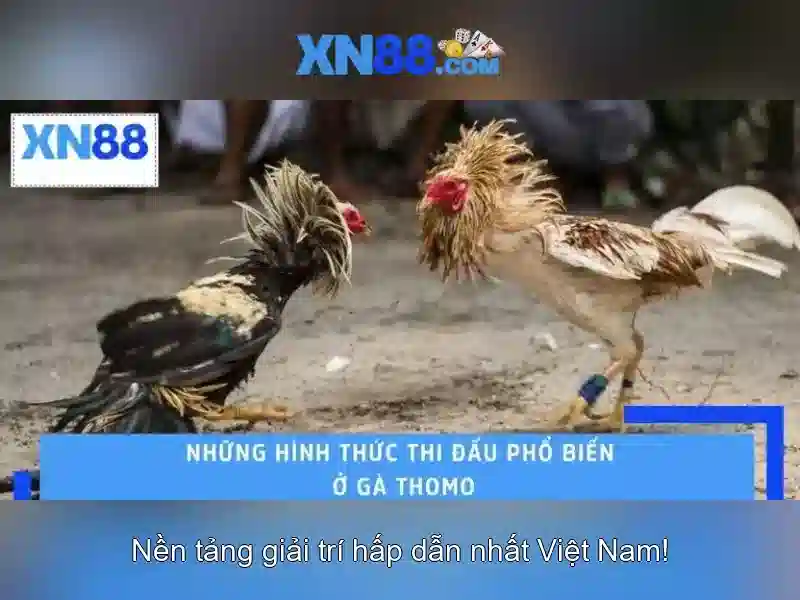 💎keo nha cai tran duc💎