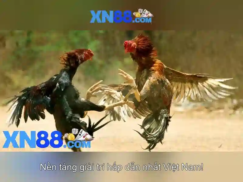💎nhà cái ku888💎