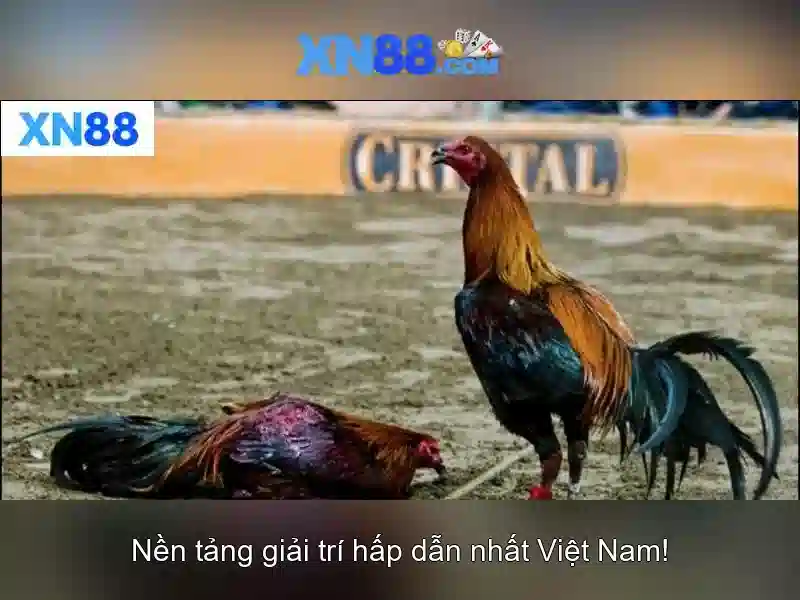  thưởng hấp dẫn - XN88