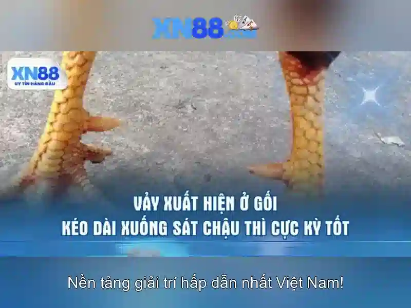 💎trang cá cược bsport💎