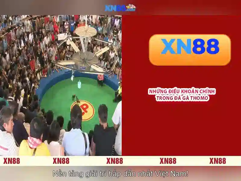 💎tỉ lệ cá cược💎