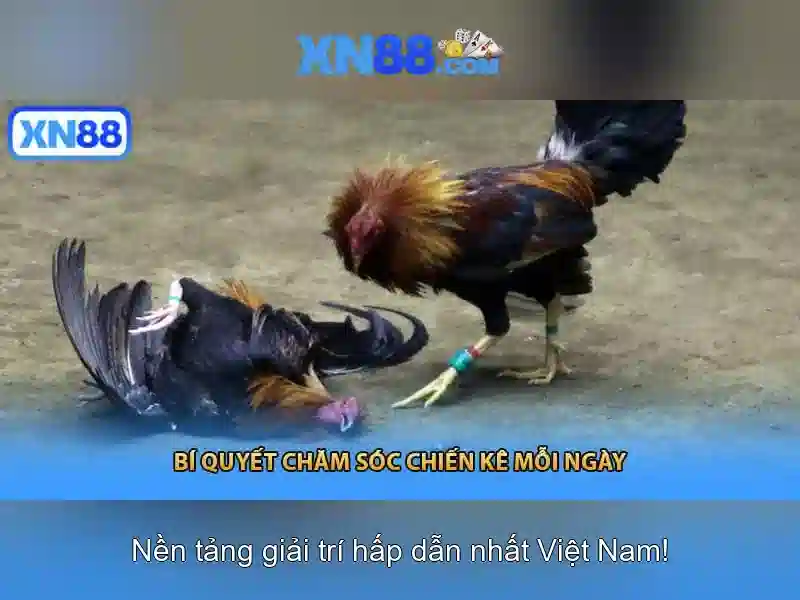 💎cài nhà cái💎